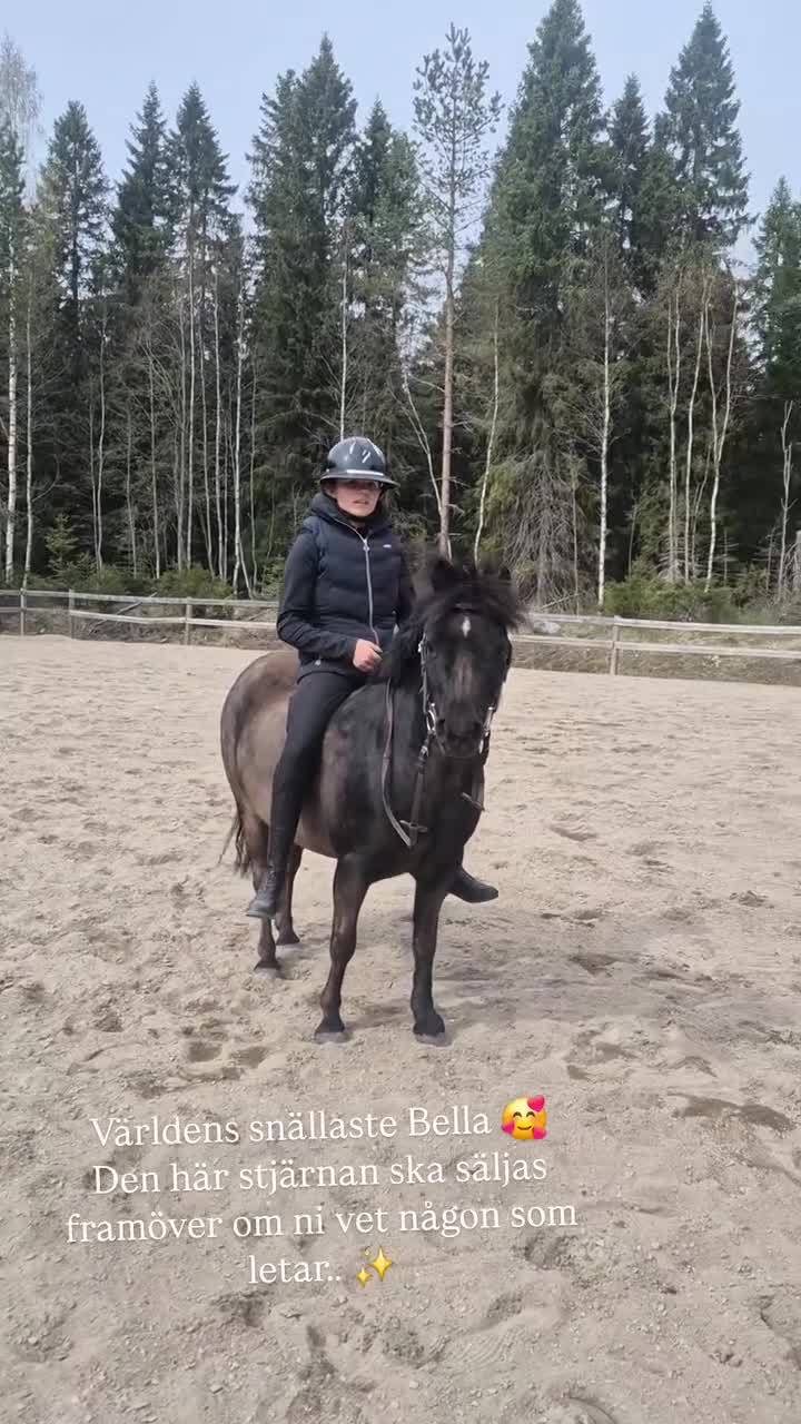 Allround hästar till salu: Supersnäll b-ponny - Video 1