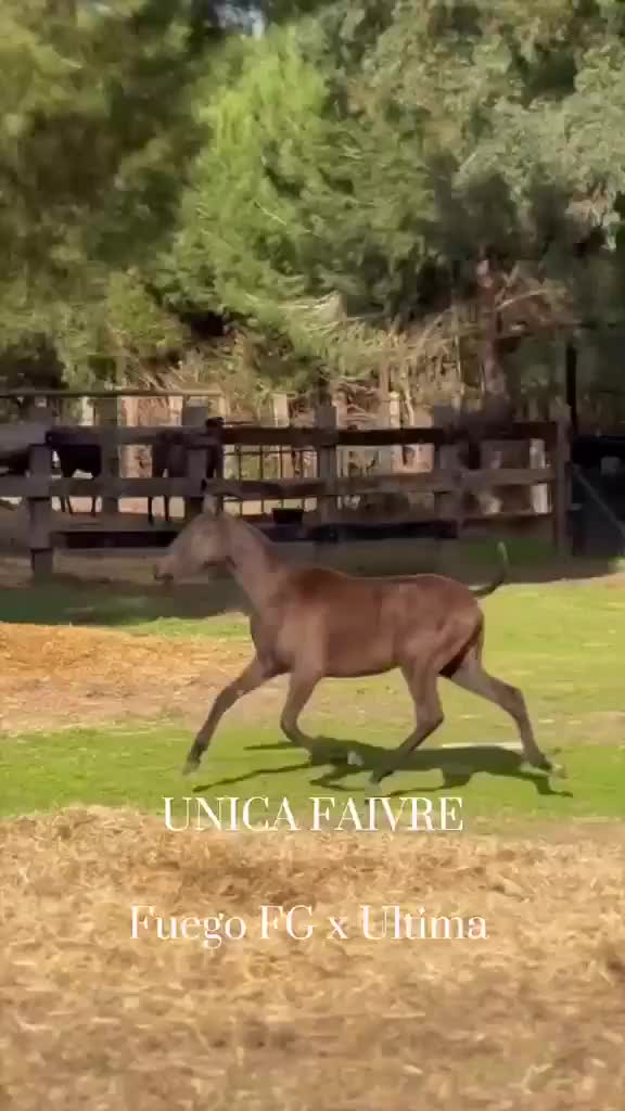 Övrigt hästar till salu: Unica Faivre - Video 1