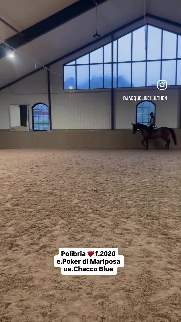 Hoppning hästar till salu: Sto med mycket kapacitet och bra avelsstam  - Video 3
