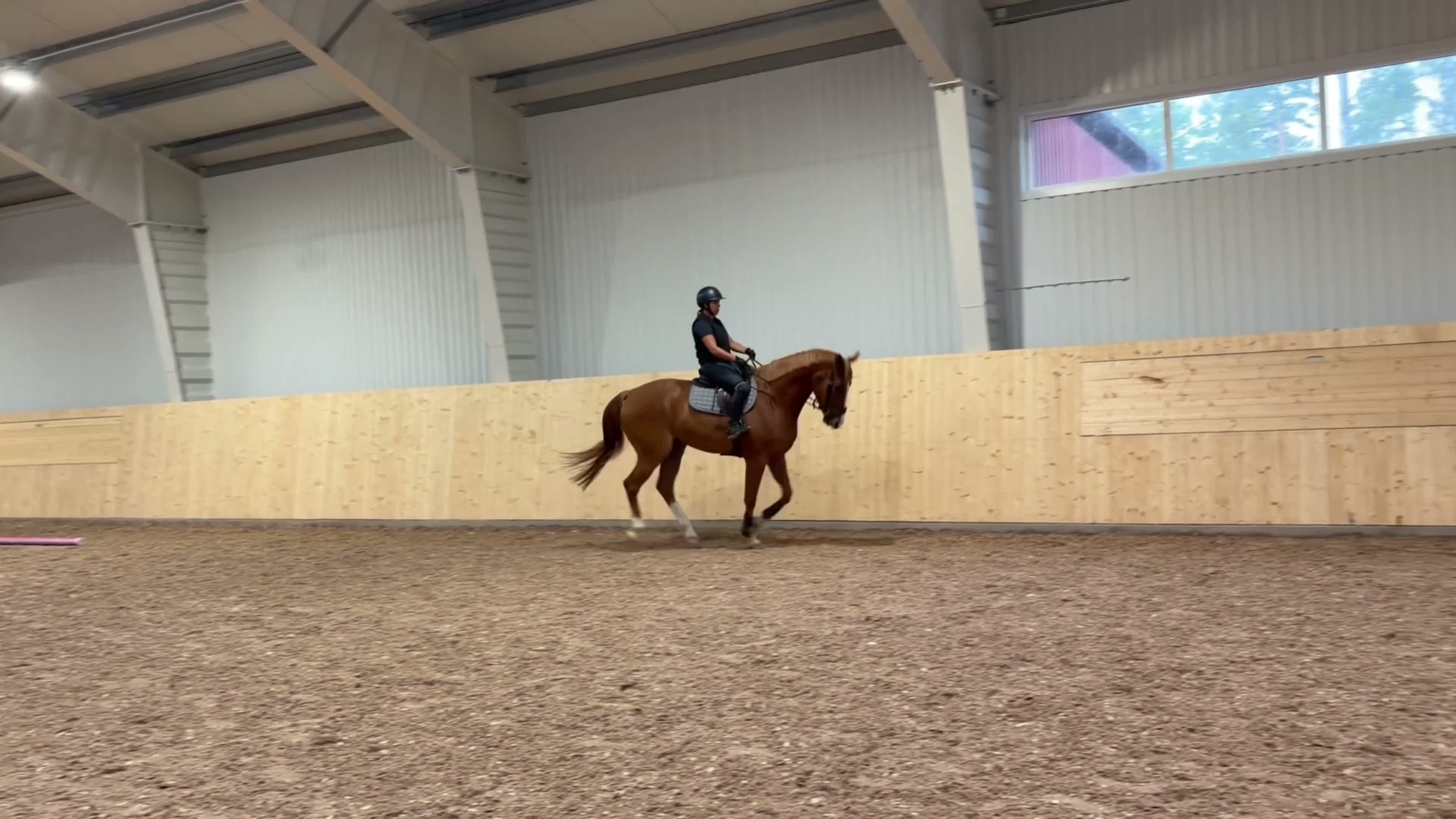 Hoppning hästar till salu: Fin 4 åring med potential!  - Video 2