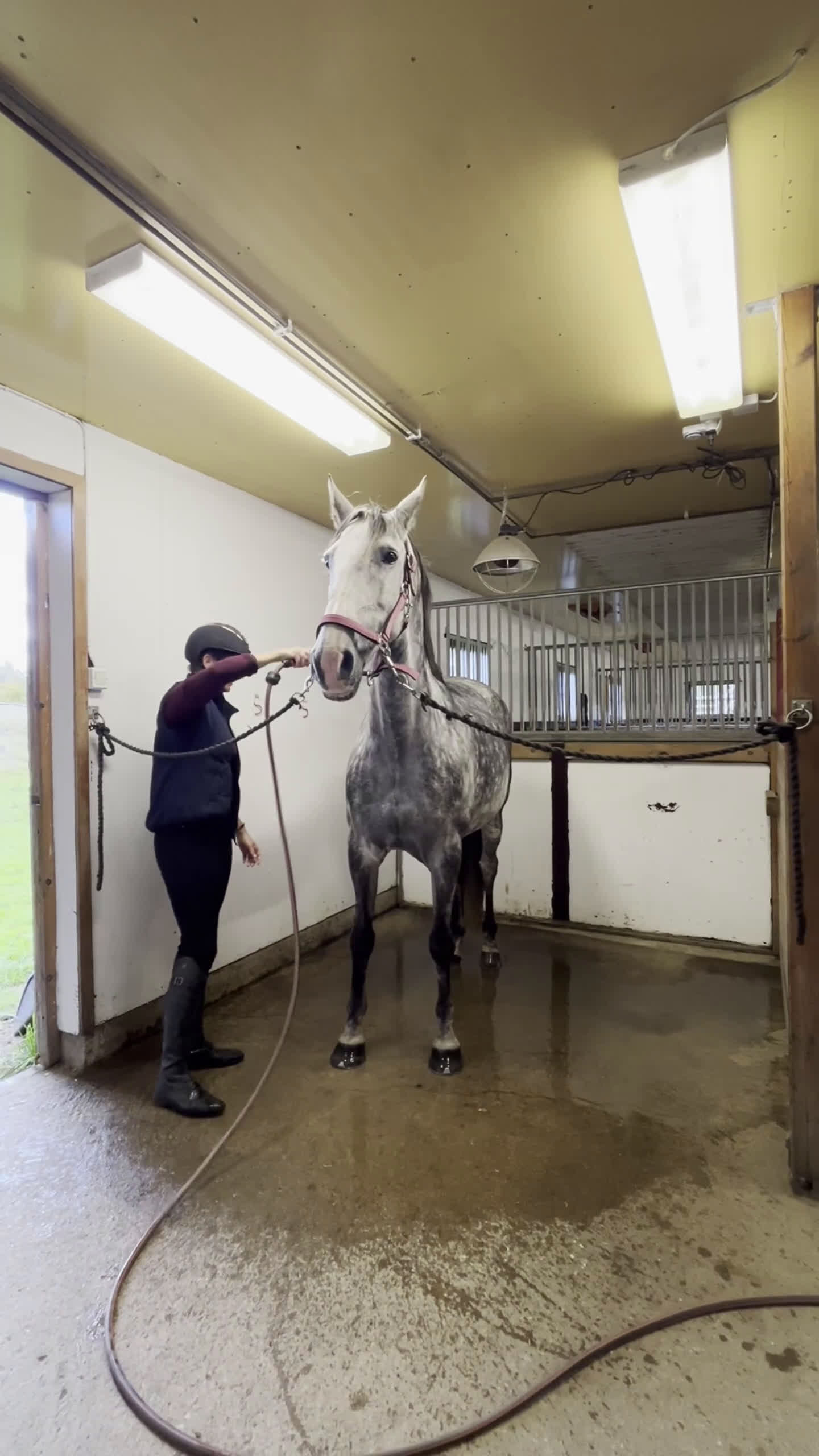 Dressyr hästar till salu: *nytt pris* väluppfostrat sto med energi i Nyköping - Video 2