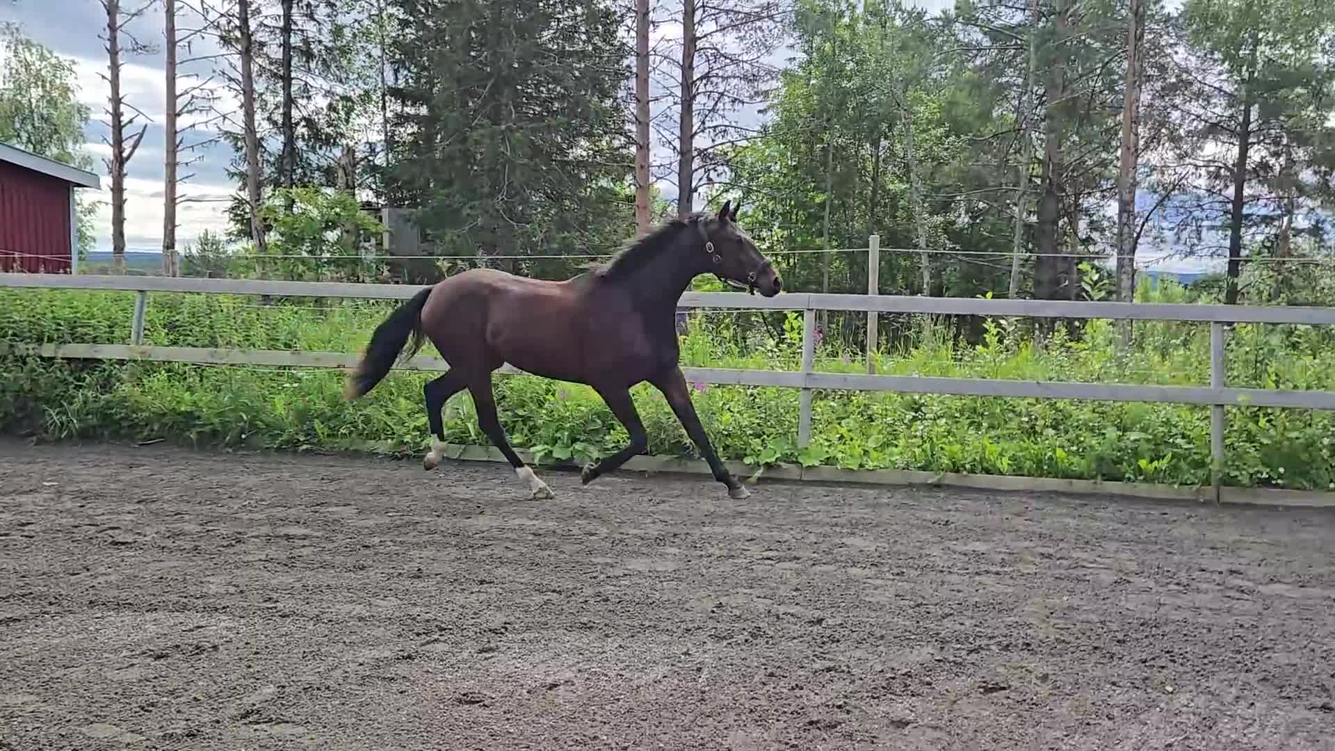 Dressyr hästar till salu: Supertrevlig unghäst f-24 för dressyr - Video 1