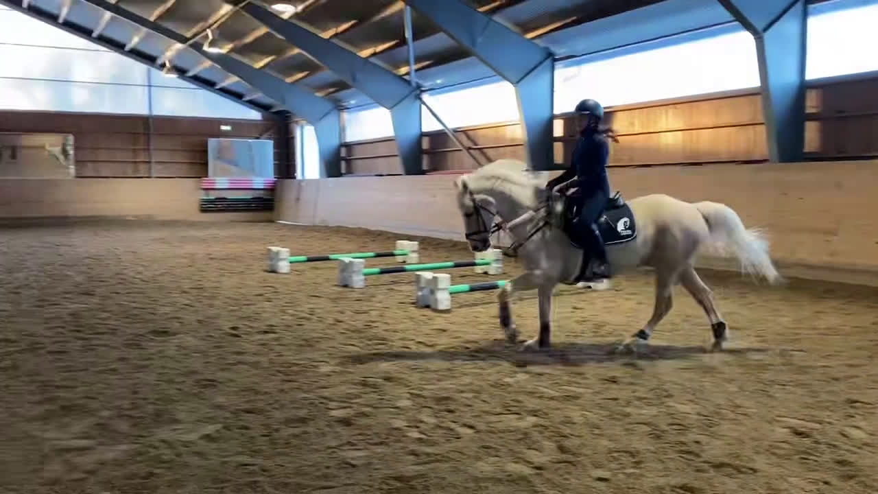 Allround hästar till salu: Cool Läromästare i Lidingö - Video 1