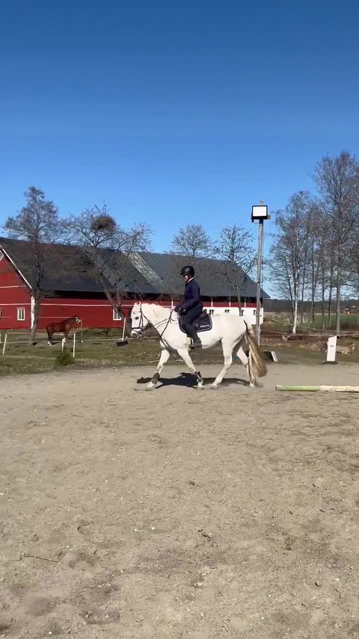 Sällskap hästar till salu: Fantastisk fin mor-dotter häst ❤️ - Video 1