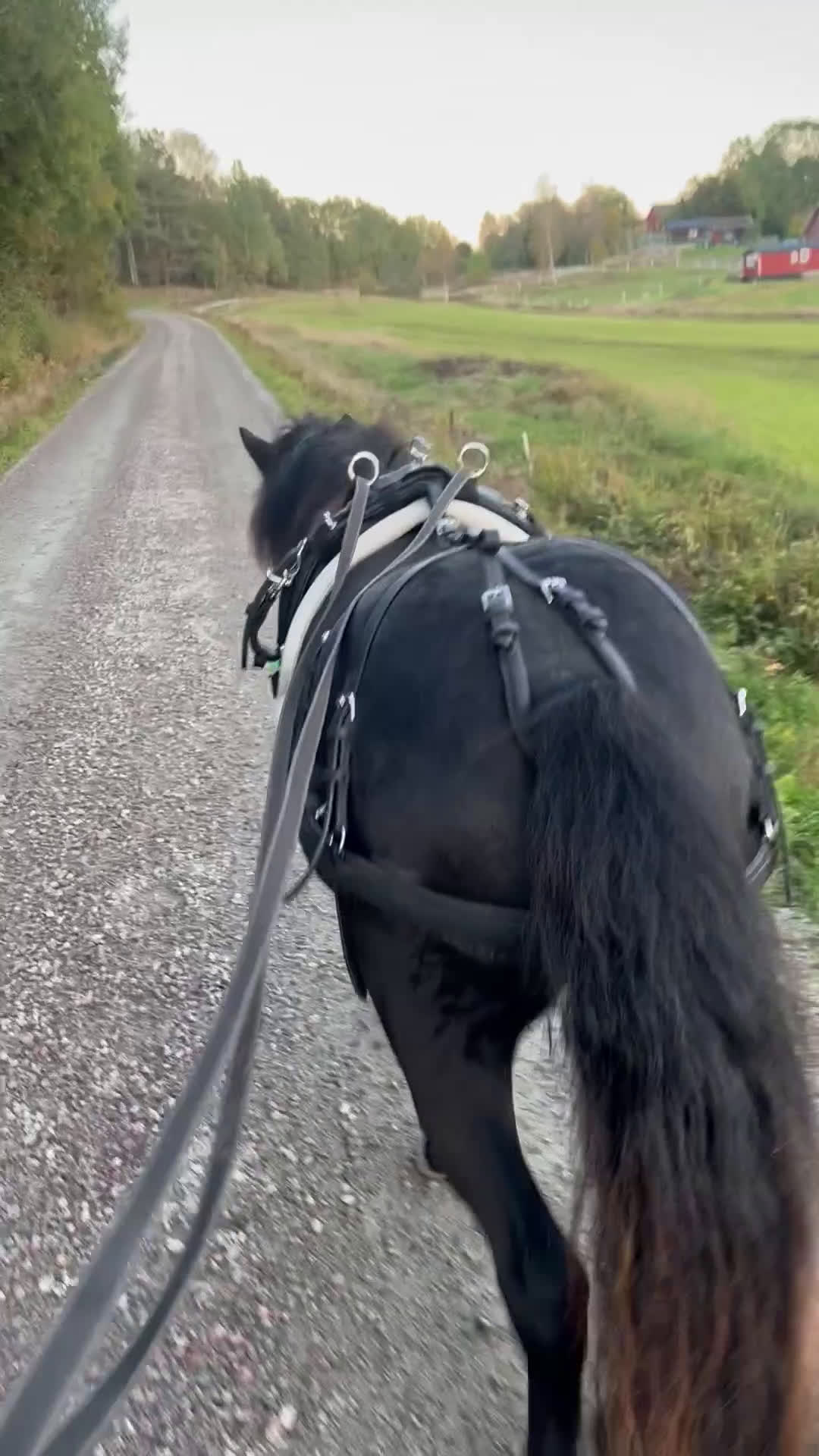 Allround hästar till salu: Supersöt krullig valack i Högsäter - Video 1