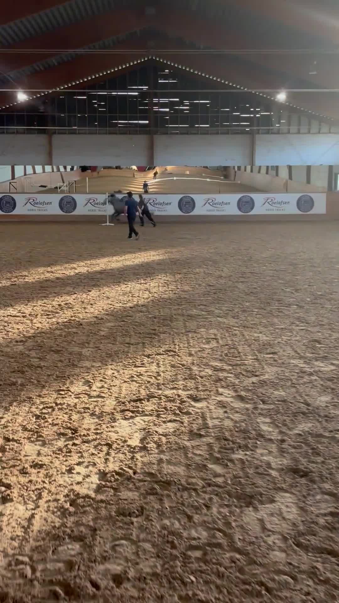 Allround hästar till salu: Svenskfödd connemara med fin stamtavla - Video 1