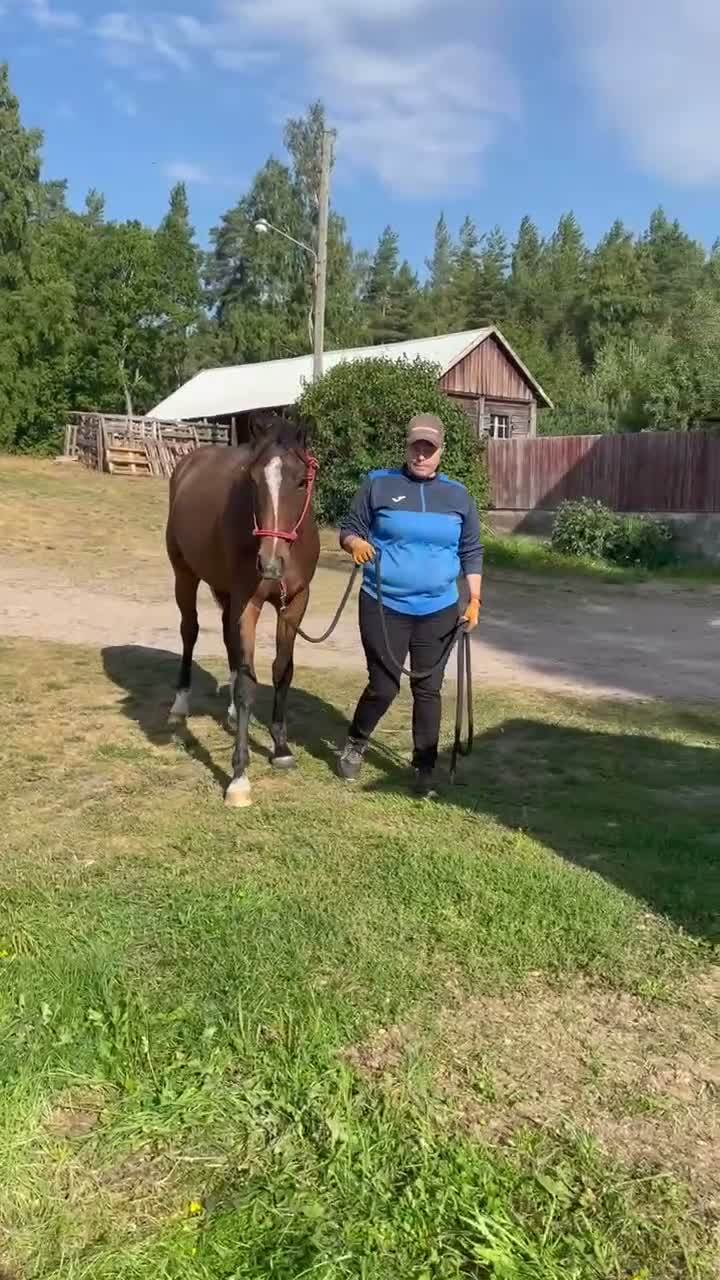 Hoppning hästar till salu: Golden cross sto e Favorit Ask   - Video 2