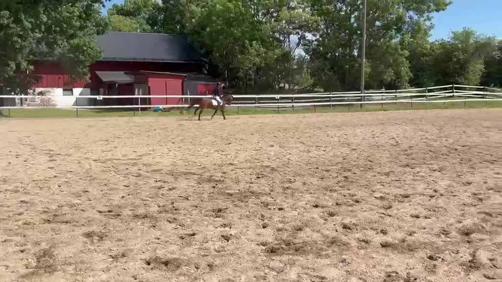 Hoppning hästar till salu: Guldponny - Video 1