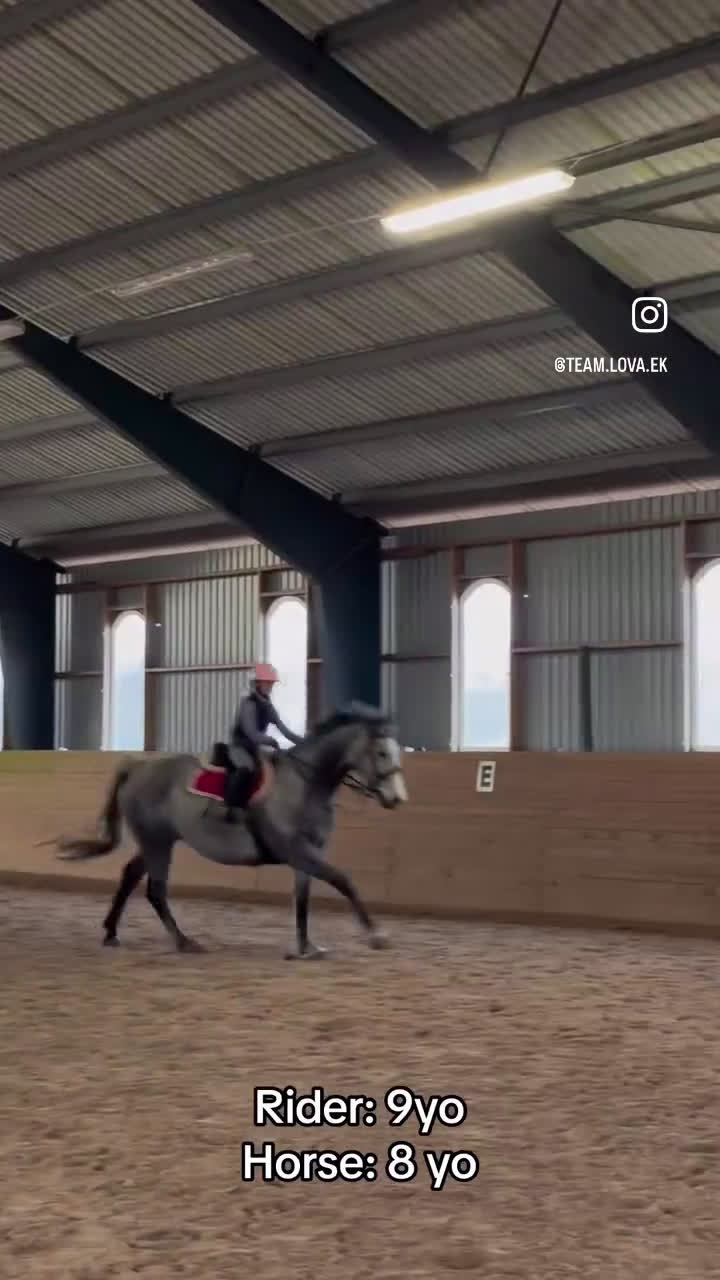 Hoppning hästar till salu: Kapabelt sto e Clinton II i Rottne - Video 4