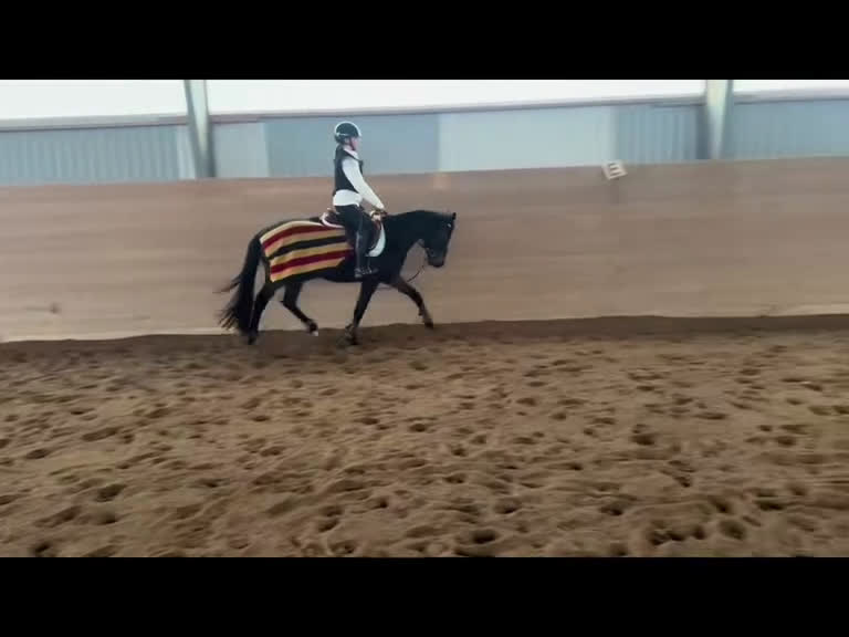 Fälttävlan hästar till salu: Lyxig D-ponny för hoppning  i Skivarp - Video 3