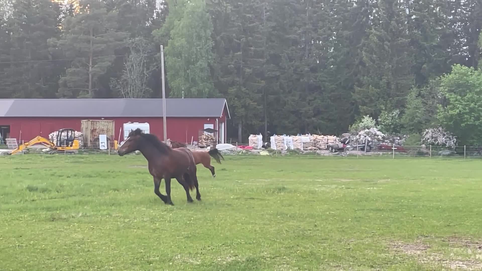 Allround hästar till salu: Arabvalack Enköping  i Enköping - Video 1