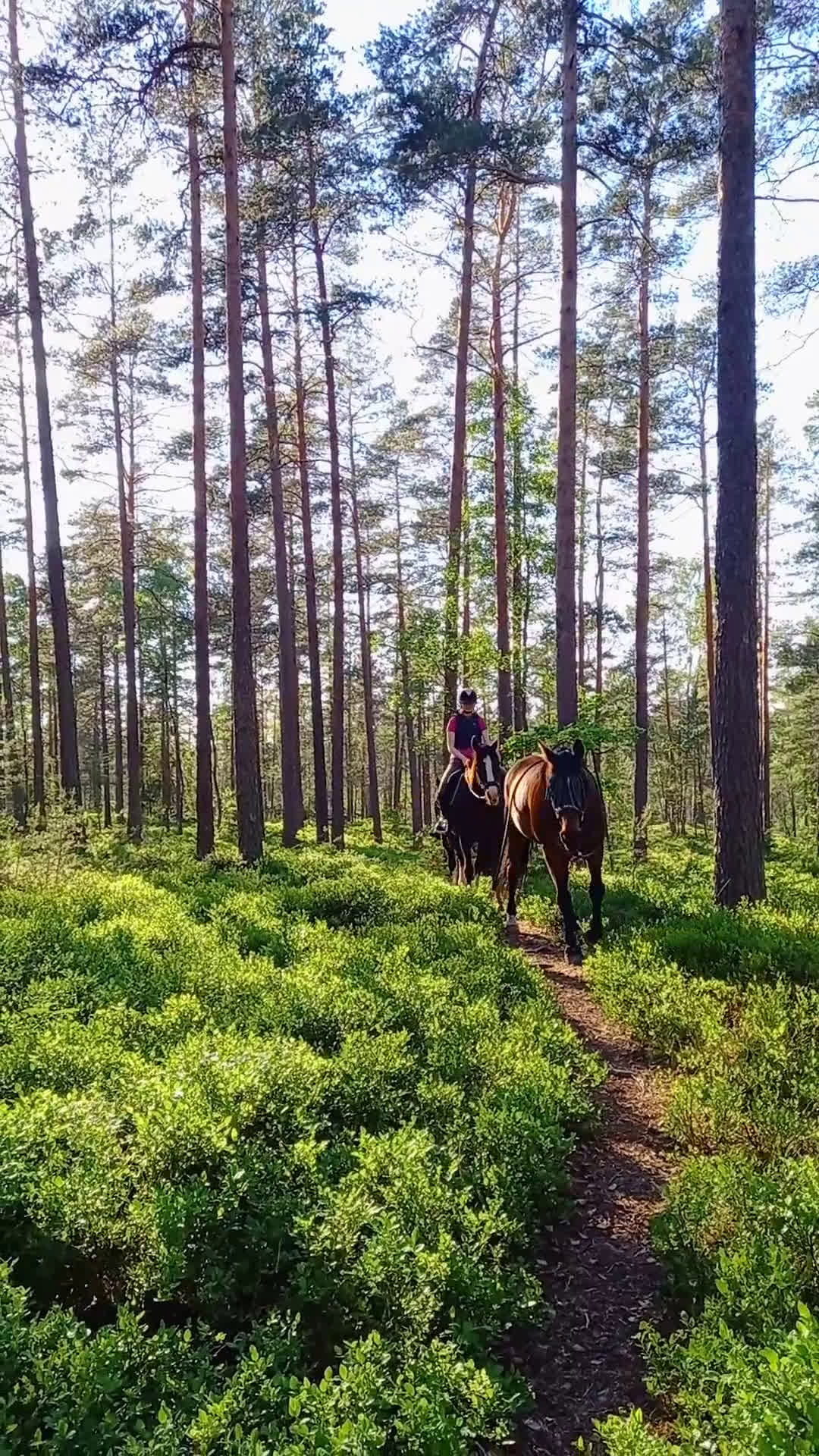 Sällskap hästar till salu: Brådskande - Sällskapshäst utlånas i Söderköping - Video 3