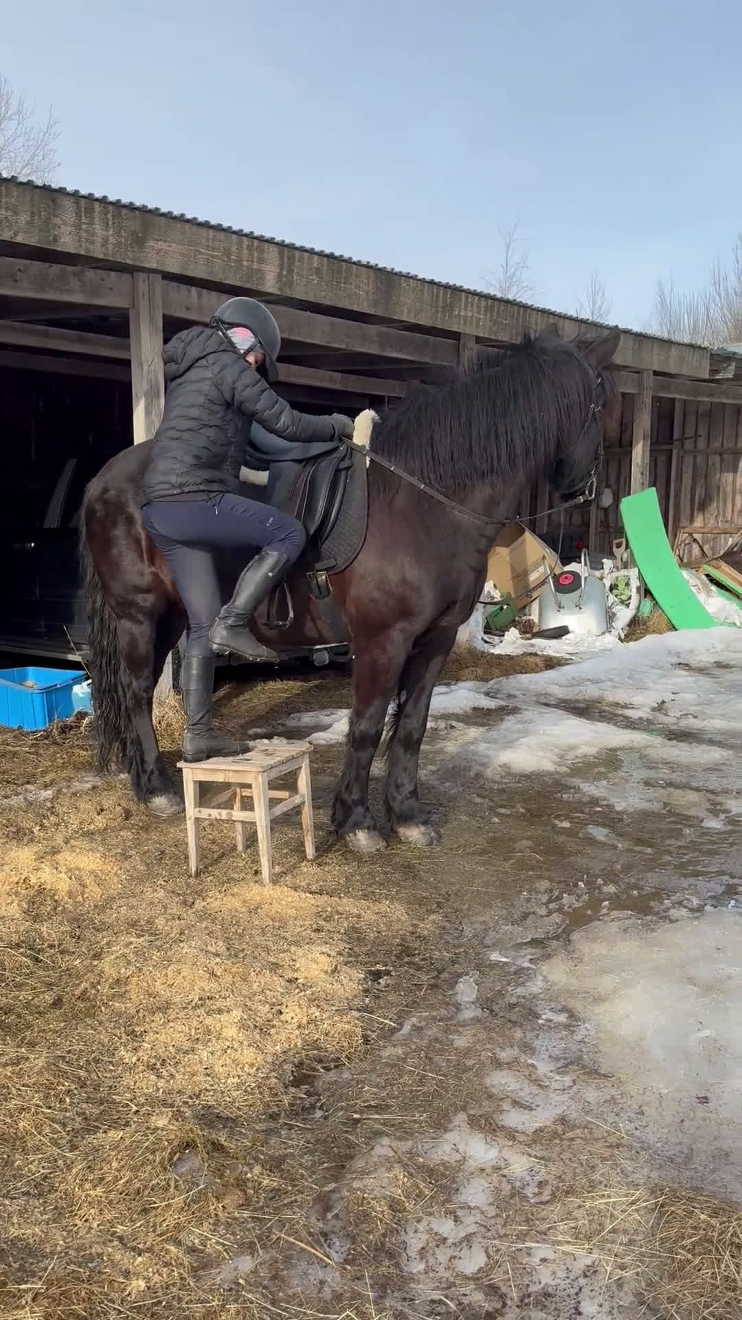 Allround hästar till salu: Vacker underbart kallblodsto, mamma dotter häst  - Video 1