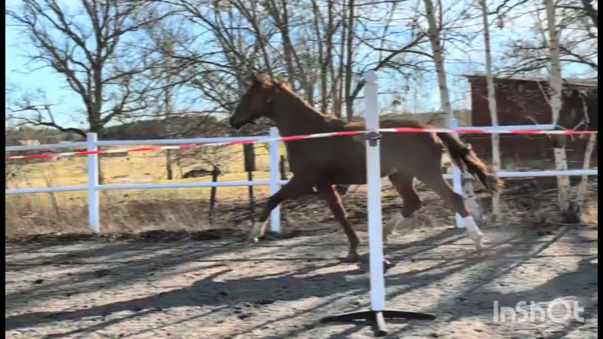Dressyr hästar till salu: Lovande unghäst i Skärblacka - Video 1