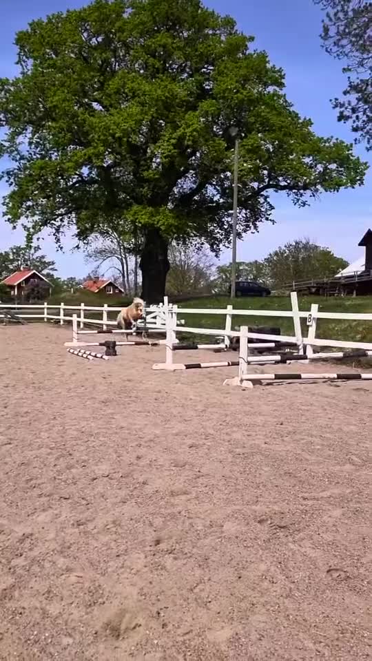 Allround hästar till salu: Sagoponnyn man utvecklas på i Björkvik - Video 4