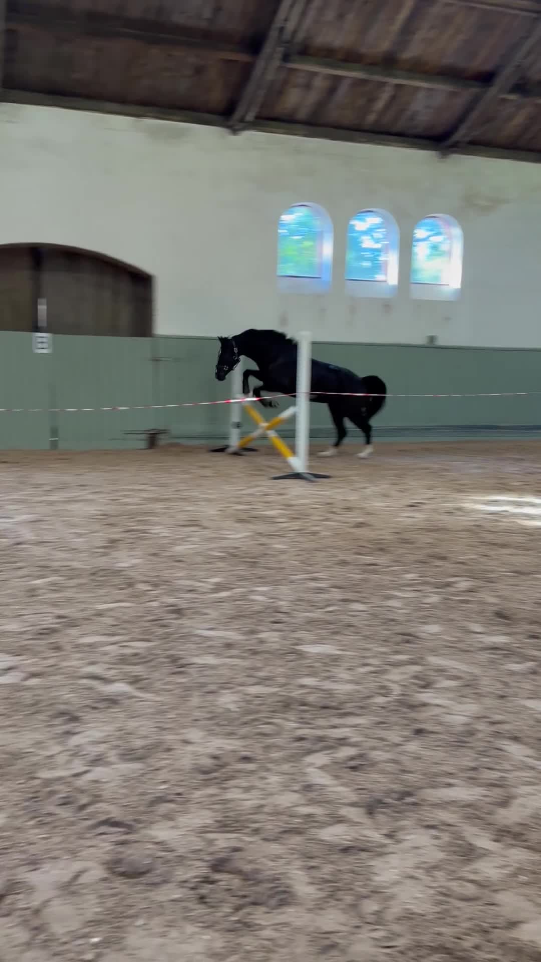 Hoppning hästar till salu: Underbar & vacker 4-åring - Video 2