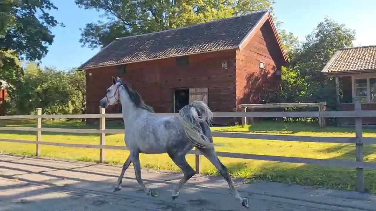 Allround hästar till salu: Underbara Yama - Video 2