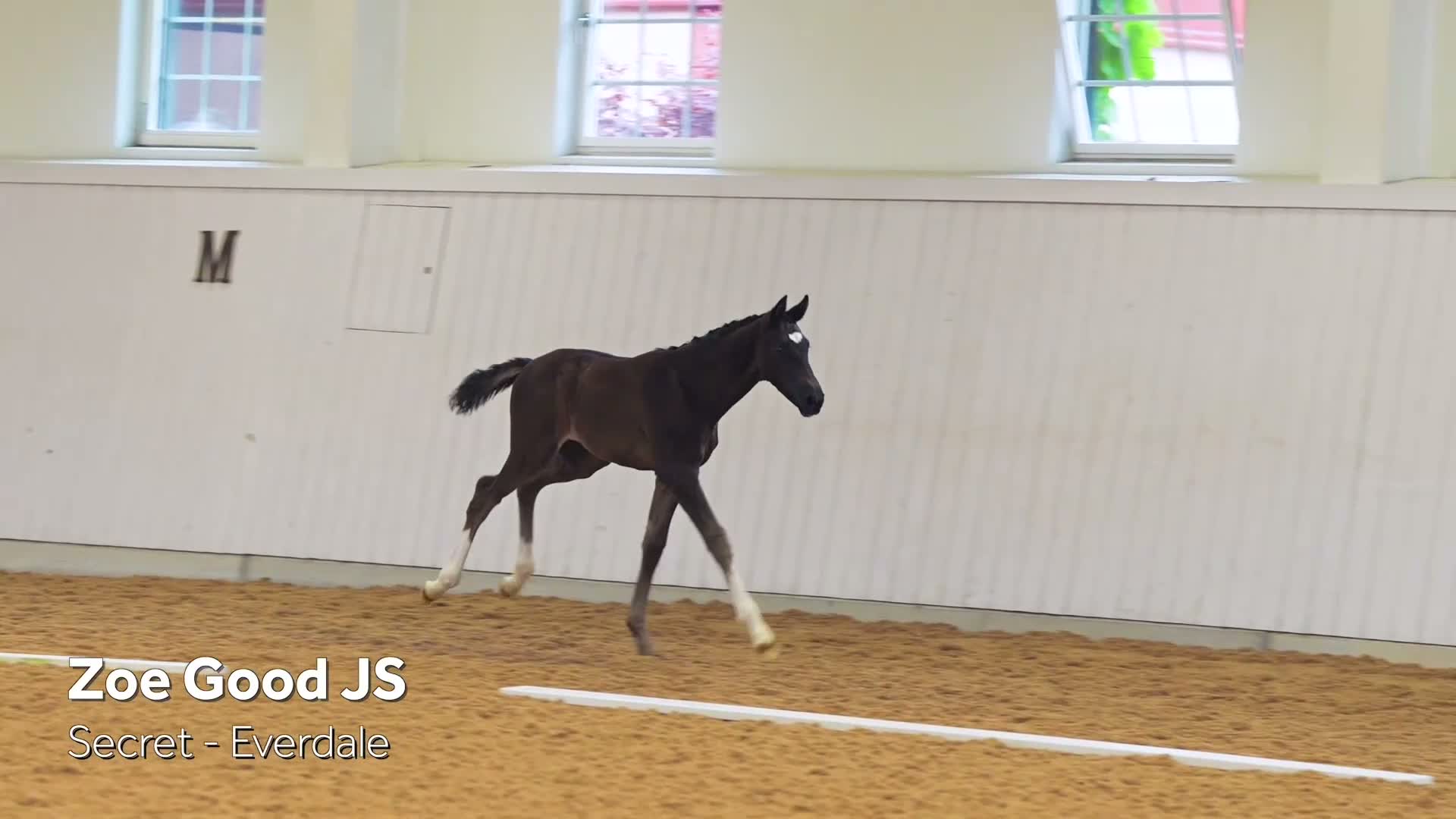 Dressyr hästar till salu: Lovande dressyrföl med toppstam!🌟Secret-Everdale - Video 1