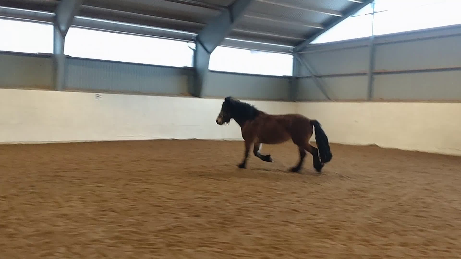 Allround hästar till salu: Fantastiskt allroundhäst  i Töreboda - Video 4