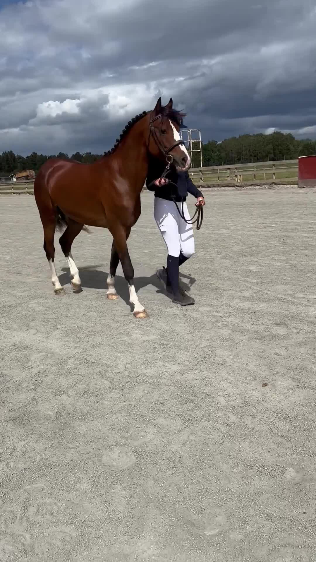 Allround hästar till salu: Drömläge - Video 5