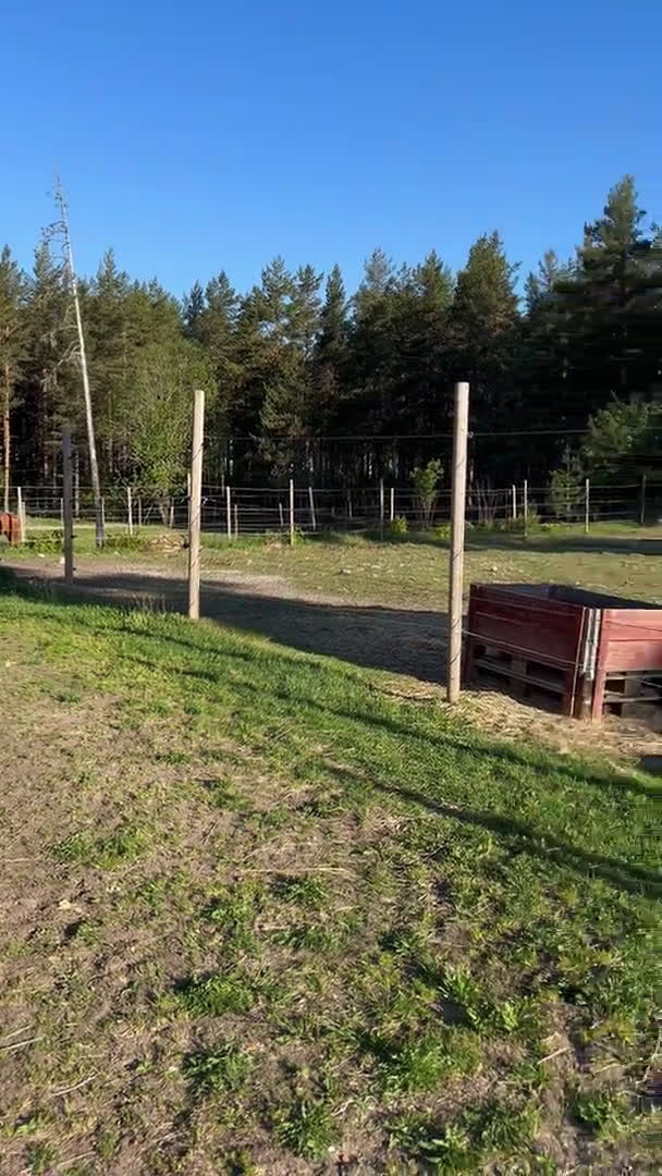  stallplats finnes: Hästhotell i Älvkarleby - Video 1