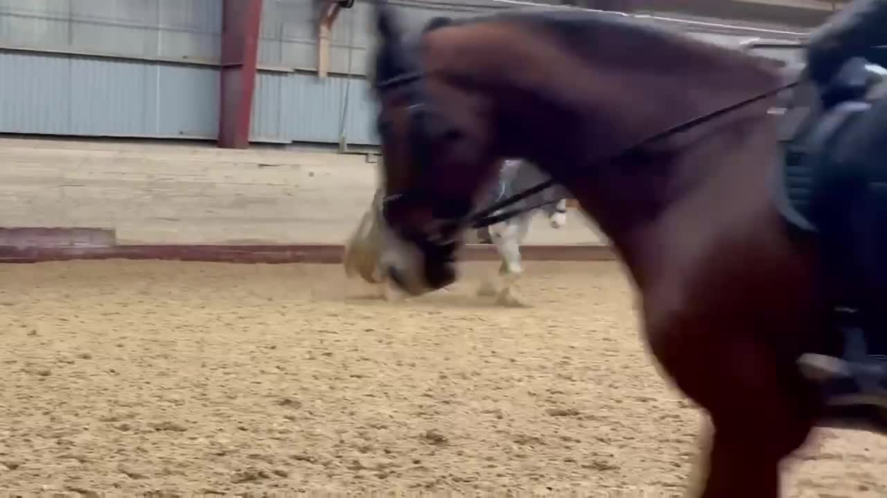 Allround hästar till salu: Irish cob född 2020 - Video 3