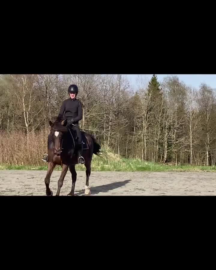 Allround hästar till salu: Genom snäll arbetsmyra - Video 4