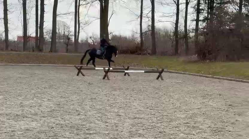 Dressyr hästar till salu: Dressyr KWPN-valack med kvalitet och potential i Hillerød - Video 4