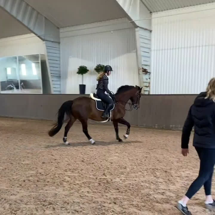 Allround hästar till salu: Sto 2010 söker gott hem, hobby eller sällskap  i Onsala - Video 3