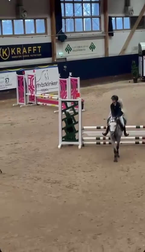 Hoppning hästar till salu: Tillfälle! B-ponny för de största klasserna - Video 1