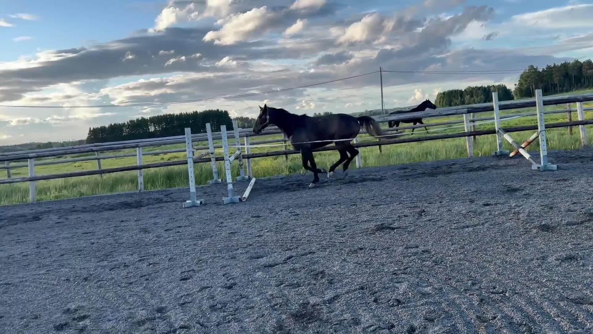 Hoppning hästar till salu: Spennende 4-årig vallak med flott sprangstamme - Video 2