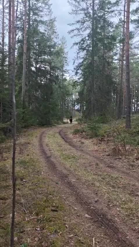 Hoppning hästar till salu: Femårig c-ponny med utvecklingsbarhet!  - Video 3