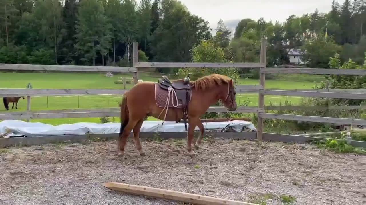 Trav hästar till salu: Russ med Fantom och Tyson i stammen  - Video 1