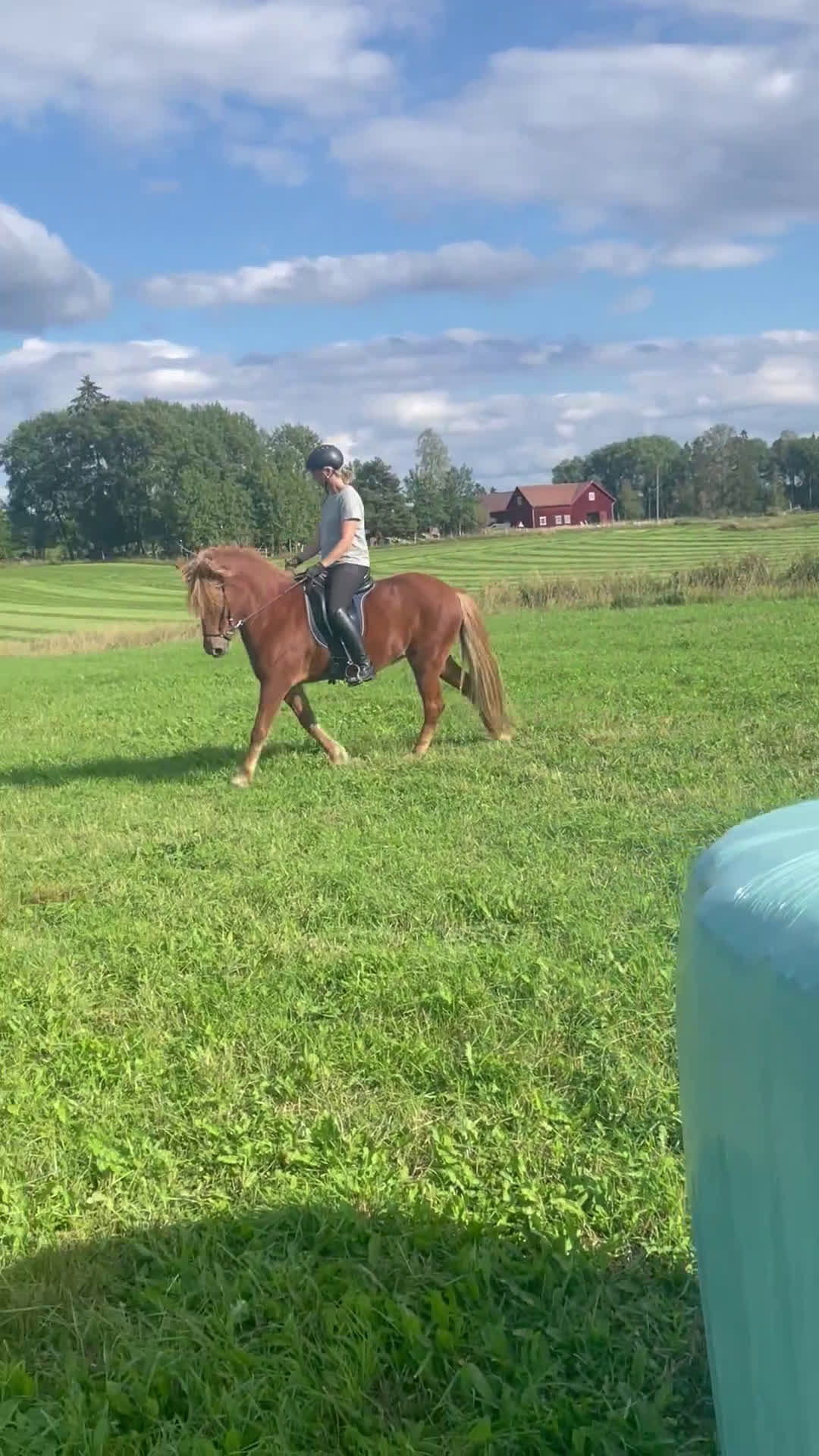 Island hästar till salu: Irma söker sin person i By Kyrkby - Video 1