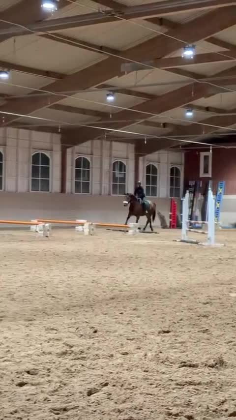 Allround hästar till salu: Fullblodsvalack söker nytt kärleksfullt hem - Video 2