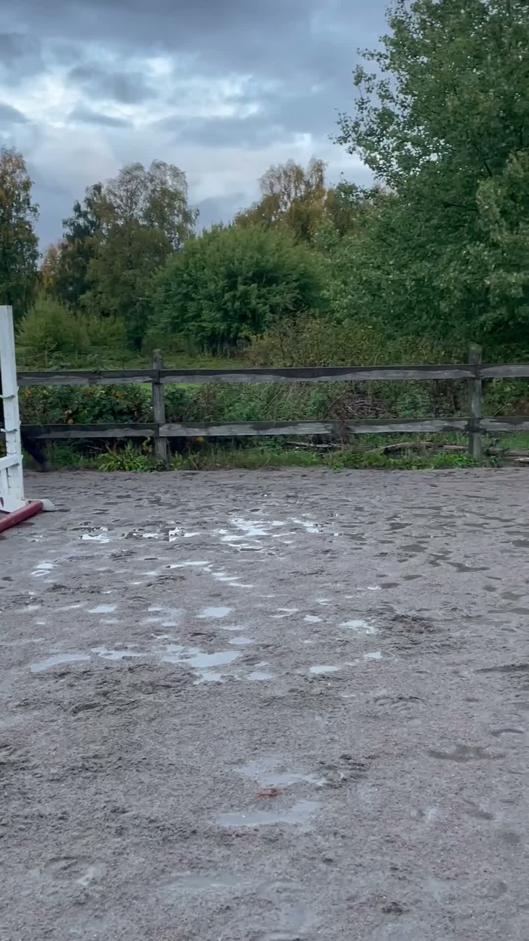 Fälttävlan hästar till salu: Modig d-ponny för framtiden! - Video 3