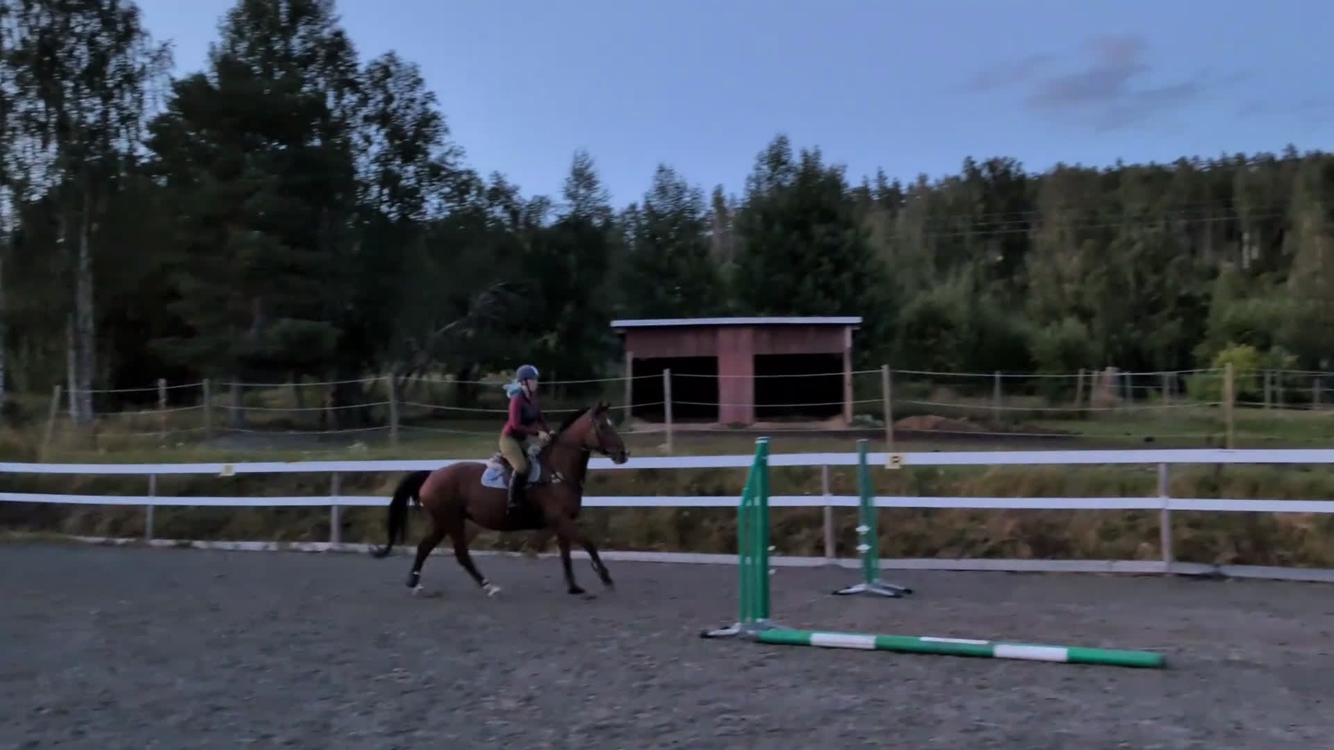 Allround hästar till salu: Allround sto i Bjästa - Video 2