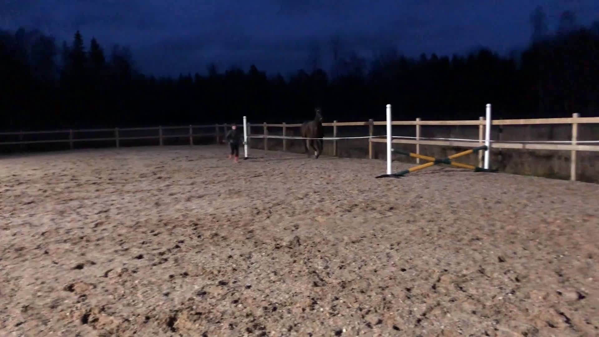 Allround hästar till salu: Avel/projekt i Enköping - Video 1