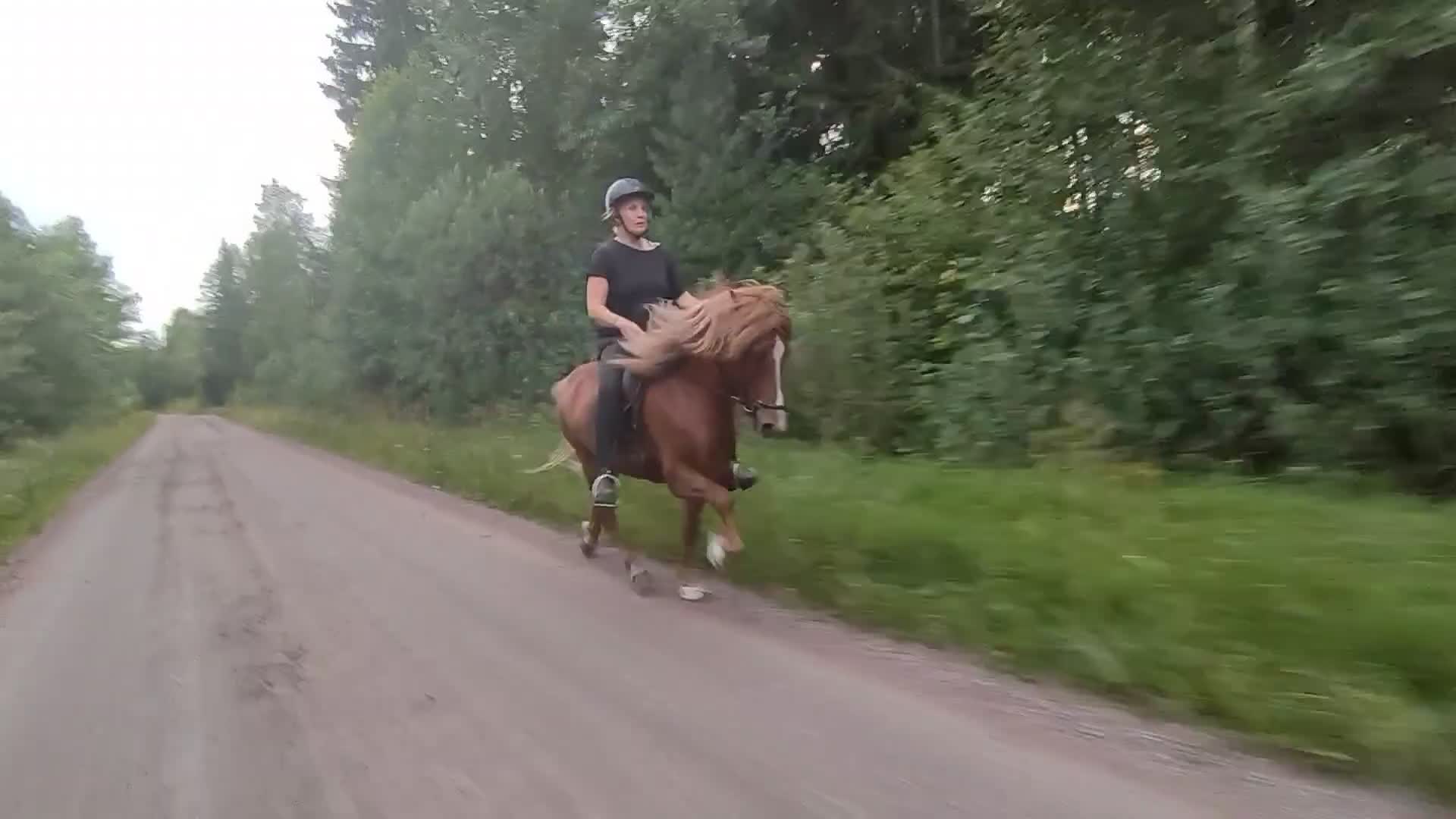 Island hästar till salu: Lovande tävlingsvalack - Video 1