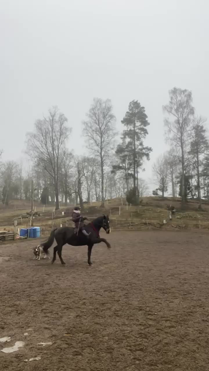  foderhäst finnes: Halv fodervärd / Medryttare  i Tenhult - Video 3