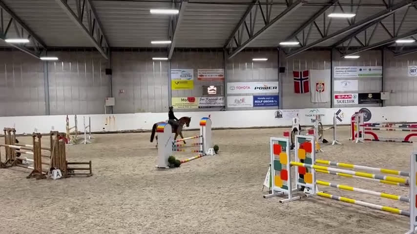 Avelshästar hästar till salu: Unghest klar for 5 års klassene - Video 3