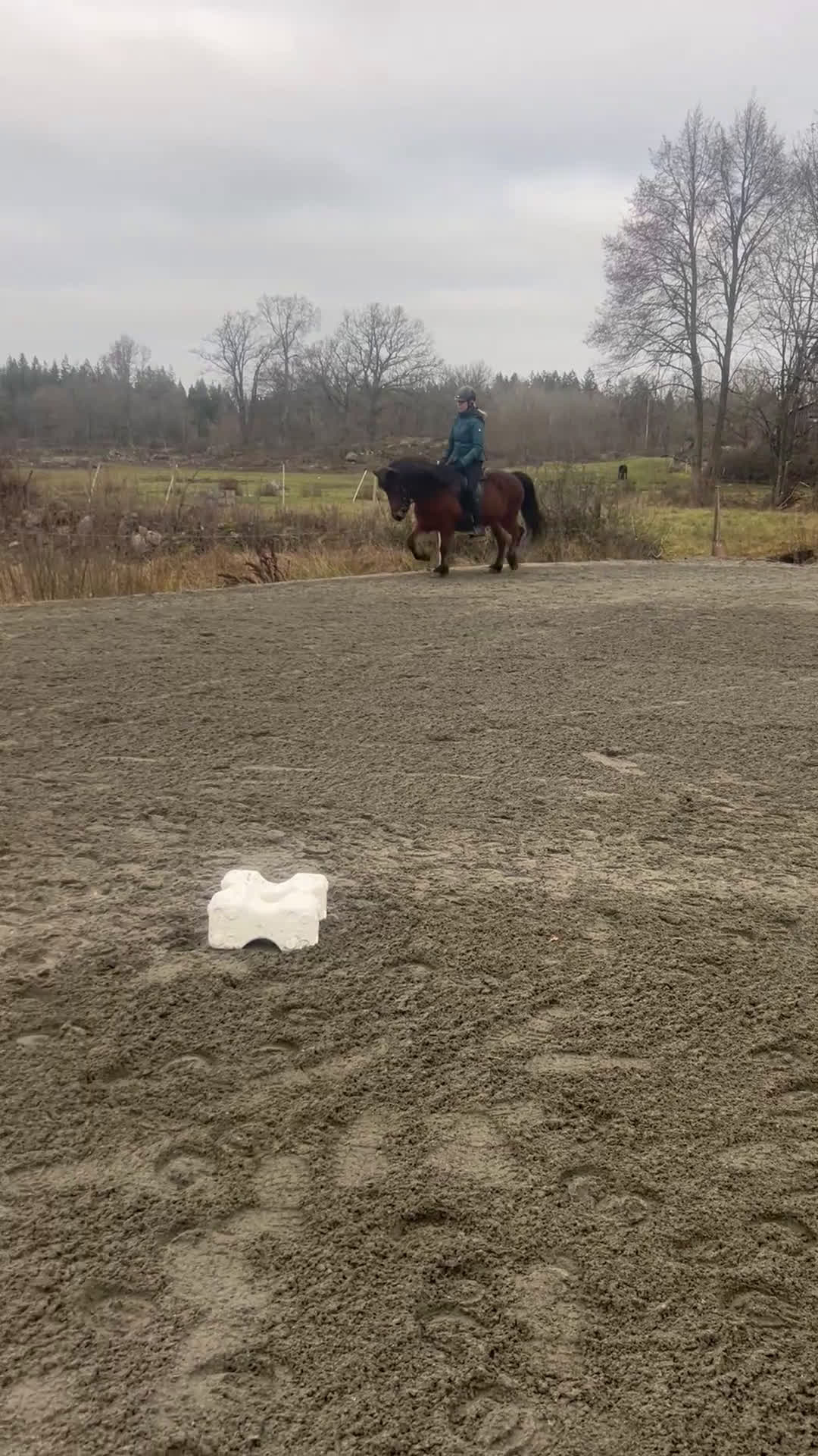 Island hästar till salu: Lätttöltat sto  i Torsås - Video 3