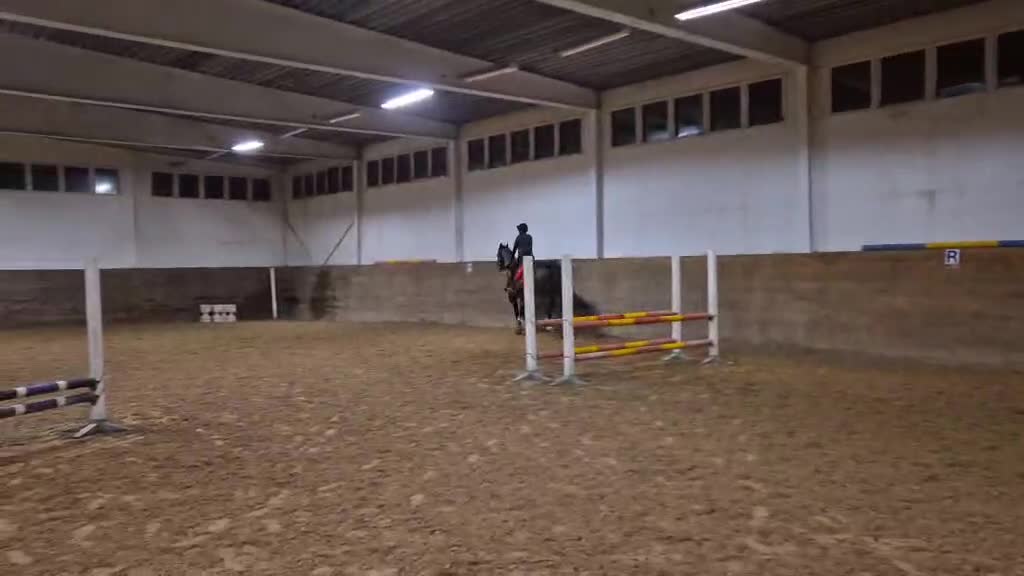 Allround hästar till salu: Trevligt fullblod för fälttävlan/hoppning - Video 3