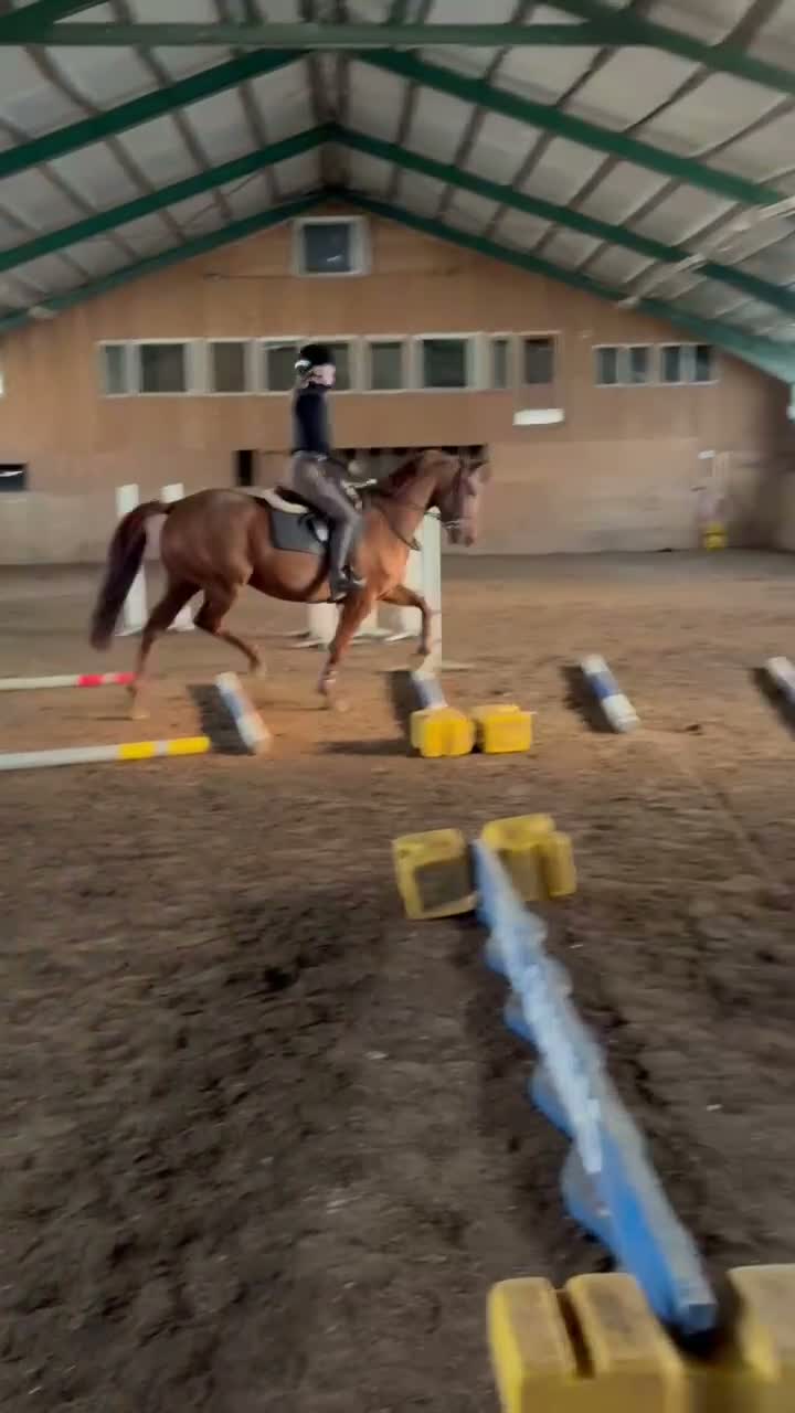 Allround hästar till salu: Till Salu - Trevlig 5-årigt SWB-sto e. Zafferano - Video 2