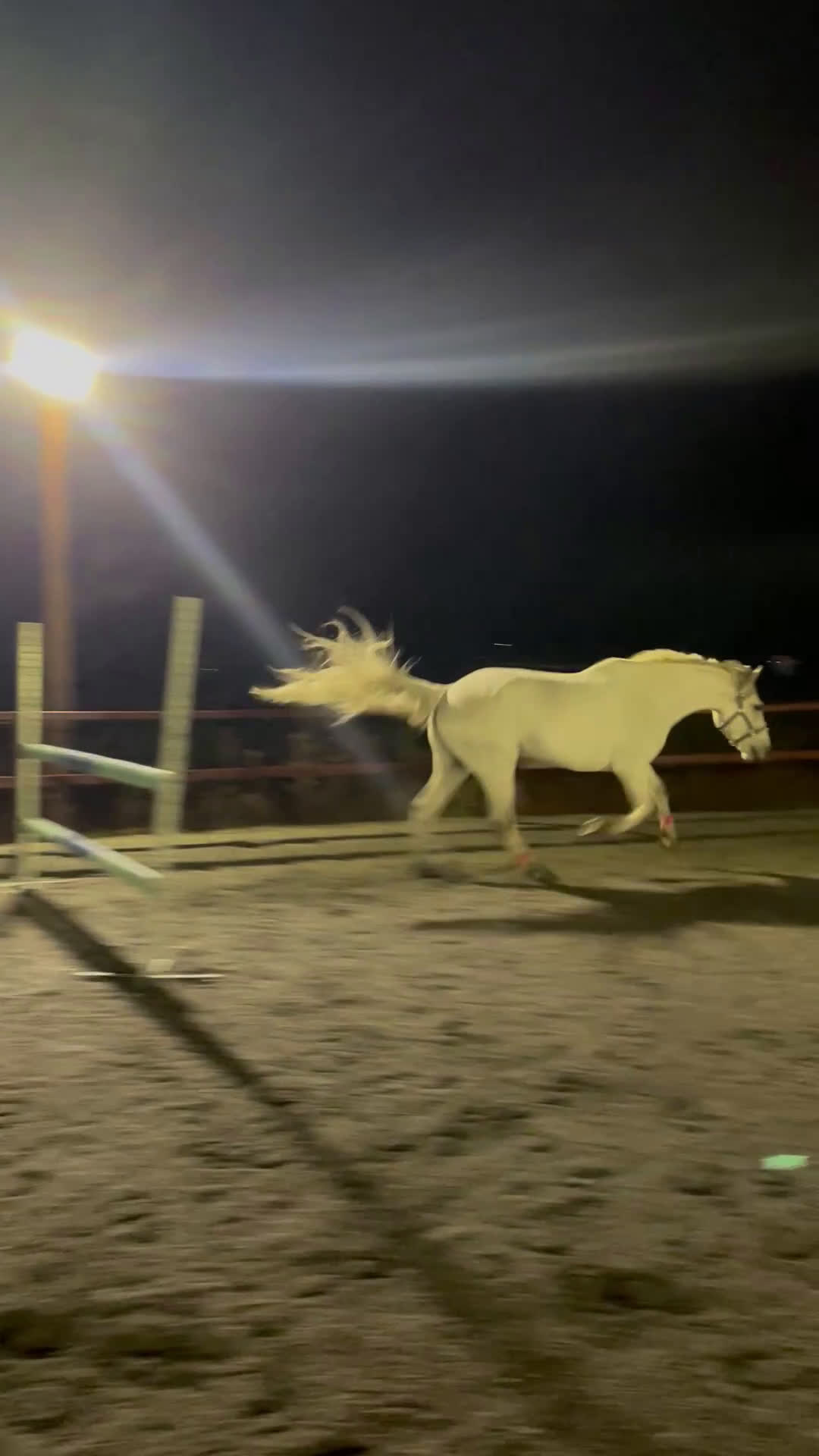 Allround hästar till salu: Charmig 6 åring med kapacitet  i Södra Sunderbyn - Video 2