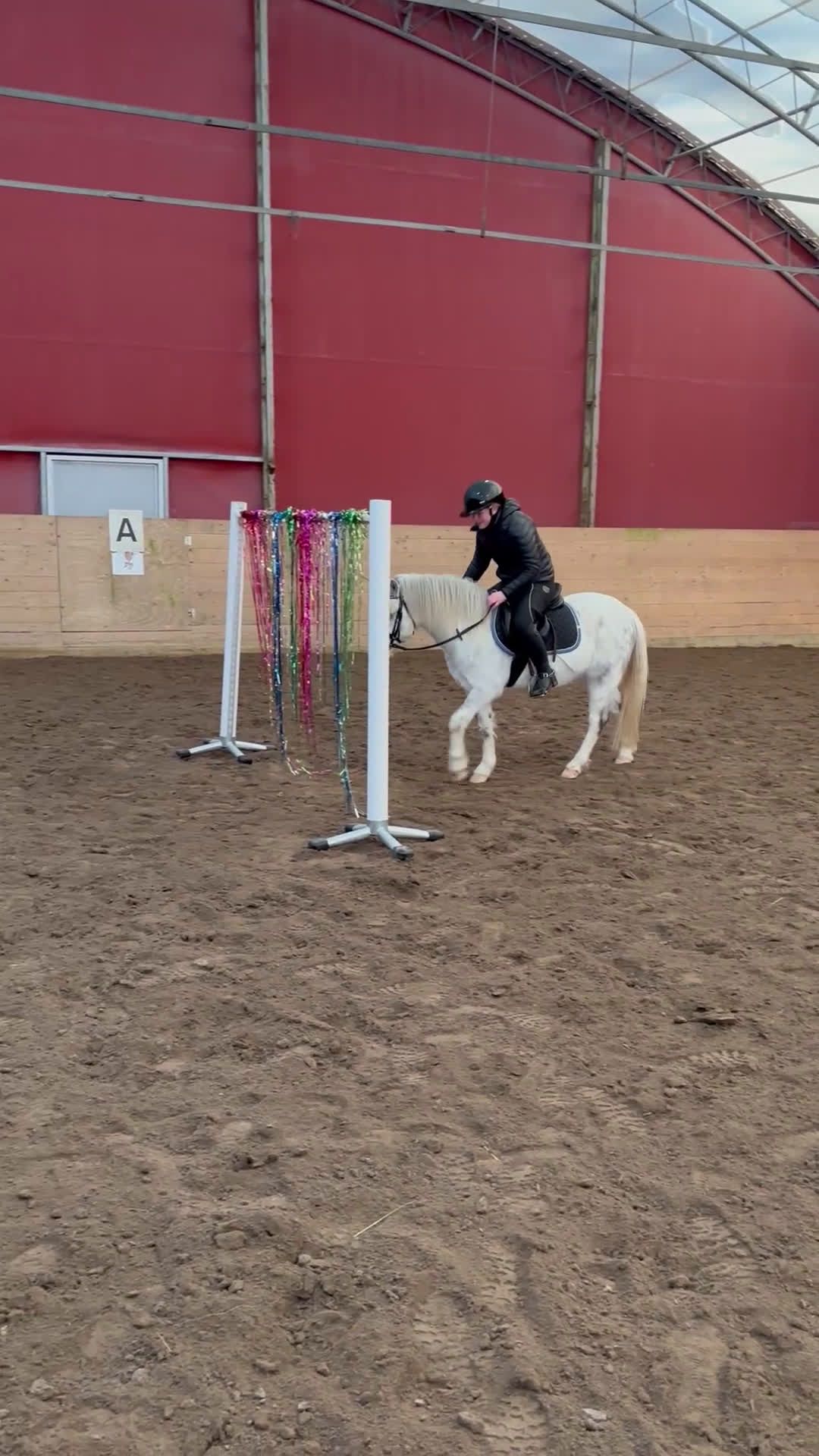 Allround hästar till salu: Gångartschampion  - Video 2