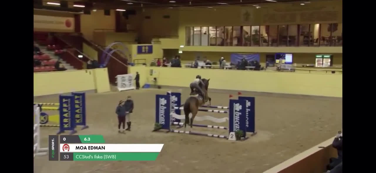 Hoppning hästar till salu: Fint SWB sto  - Video 1