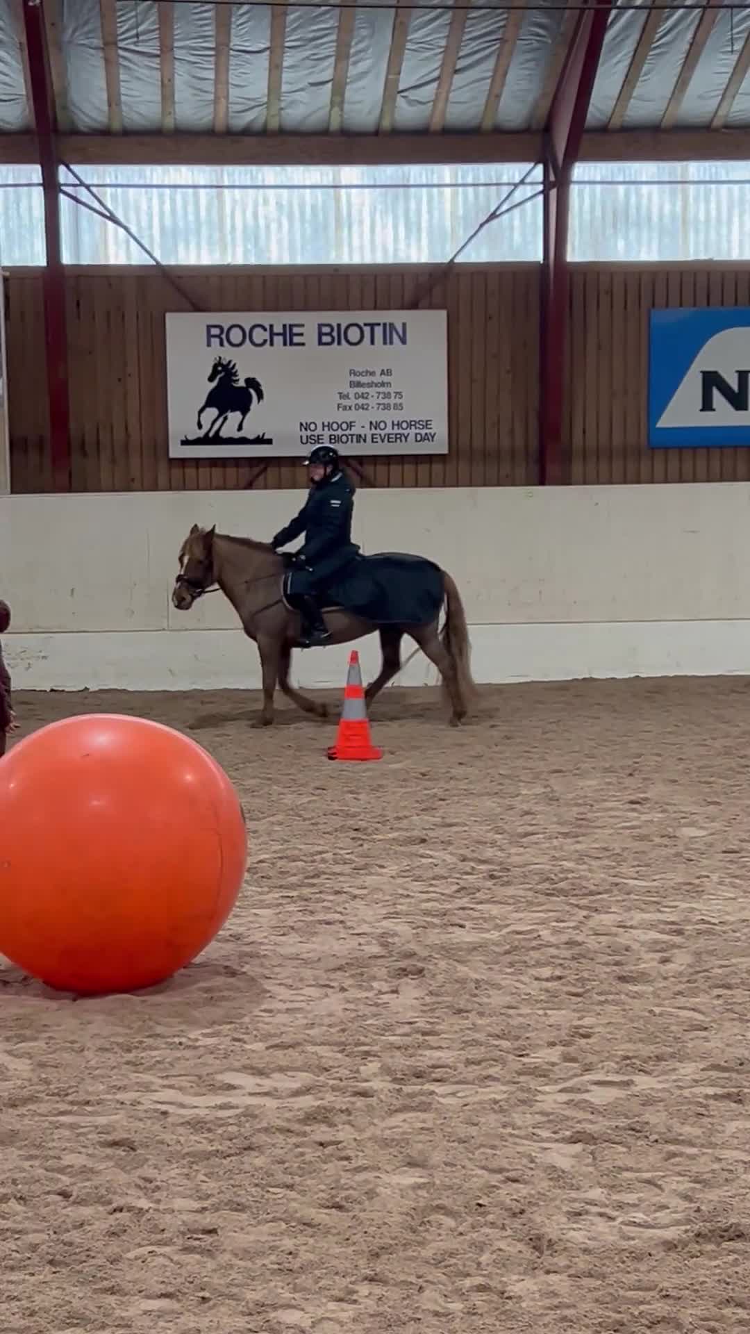 Allround hästar till salu: Familjeponny söker nytt hem! - Video 2