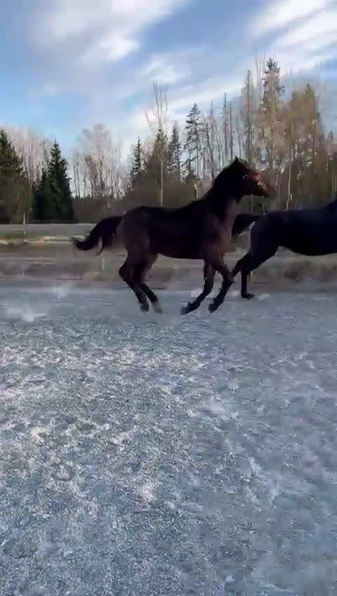 Avel hästar till salu: Sto för avel i Köping - Video 3