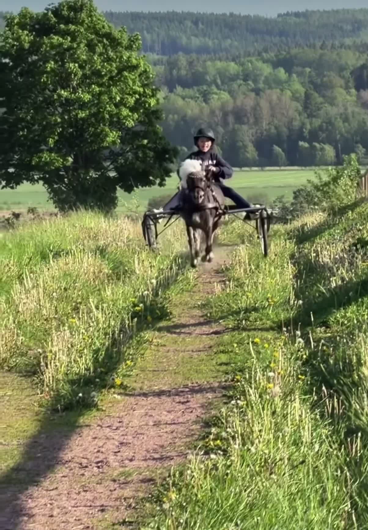 Sällskap hästar till salu: Fantastiskt miniatyrhäst  - Video 1